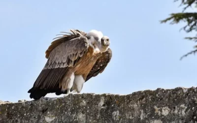 VULTURING : Quand les vautours émotionnels guettent